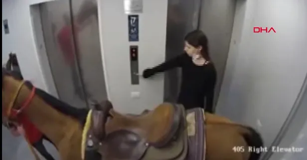 İsrail'de asansöre atını bindirmek isteyen kişi gözaltına alındı