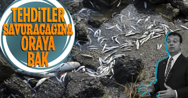 Kanal İstanbul'u 'yaptırmam' diyen Ekrem İmamoğlu Küçükçekmece Gölü'ne bakmıyor! Binlerce ölü balık sahile vurdu