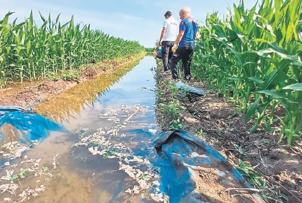 Sulama kanalında ölü bulundu