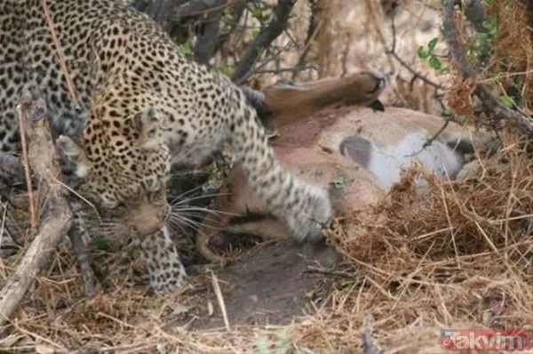 Aslan ve kaplanın (kavgası) karşılaşması hayrete düşürdü! - 7