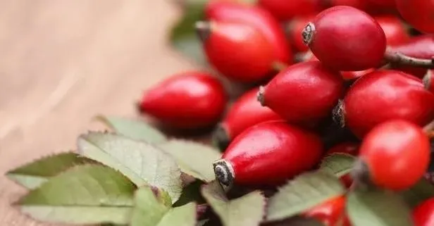 Böbreklere kuşburnu