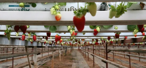 antalyada-havada-asili-olarak-cilek-urettiler-normalinden-iki-kat-fazla-raf-omru-var-1615460145274.jpg Antalya'da havada asılı olarak çilek ürettiler! Normalinden iki kat fazla raf ömrü var-4