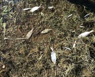 Son dakika: İzmir'de dikkat çeken görüntü! Depremin ardından balıklar karaya vurdu!