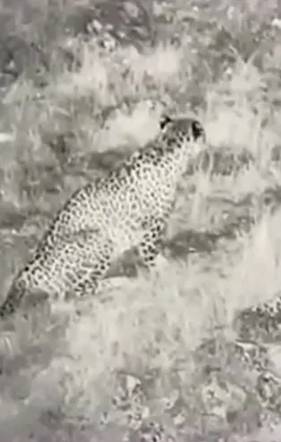 Anadolu Parsı ilk defa bu kadar net görüntülendi: Nesli hiçbir zaman tükenmedi