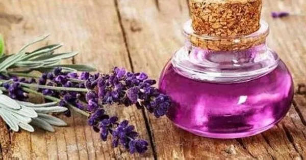 Romatizmanın tedavisi ömür boyu sürüyor: Lavanta yağı romatizmanın ilacı-2