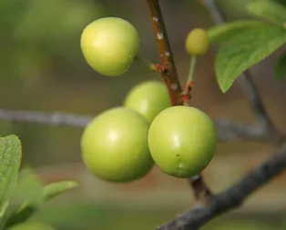 Kilosu 500 TL’den satılıyor! İlk hasat yapıldı...