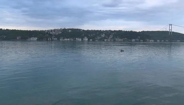 Yunuslar İstinye sahilde adeta dans etti