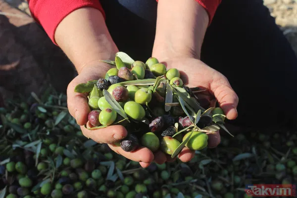 Her yıl 6 aylığına gittiği Kilis'ten dünyaya tonlarca zeytinyağı ihraç ediyor - 11