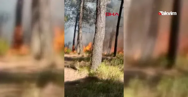 Son dakika: Sultangazi’de orman yangını