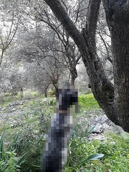 kan-donduran-olay-muglada-bir-kopek-agaca-iple-asili-halde-bulundu-1646596015507.jpeg Kan donduran olay! Muğla’da bir köpek ağaca iple asılı halde bulundu-1