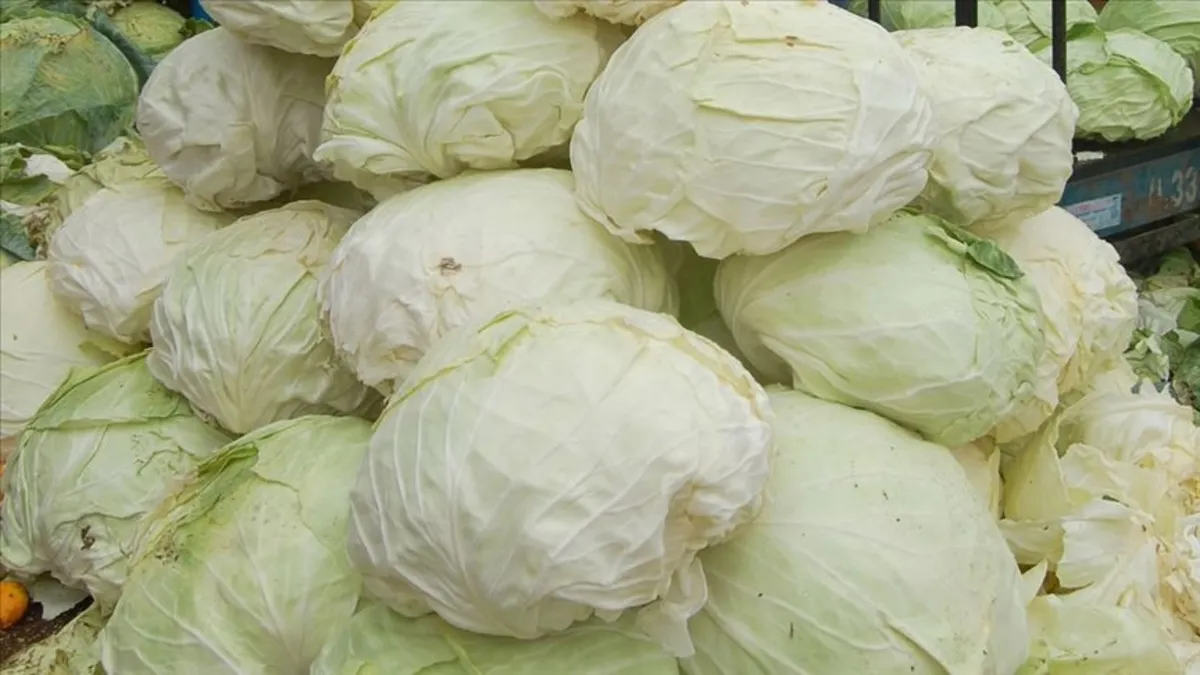 Lahana eşittir şifa