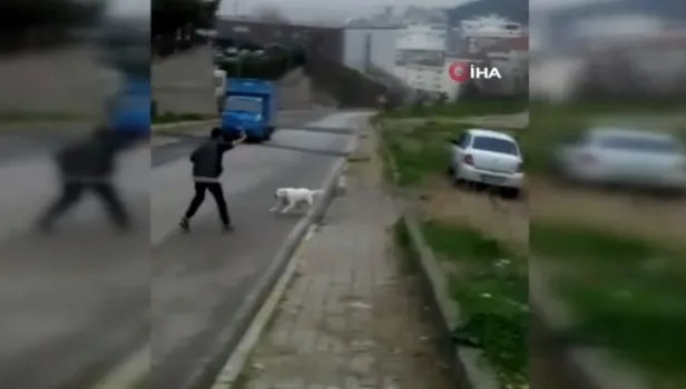 Pendik'te okula giden 10 yaşındaki Demirhan’a sokak köpekleri saldırdı