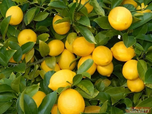 Vücuda etkisi inanılmaz! Eğer 1 ay boyunca aç karnına limonlu su içerseniz... | Limonlu suyun faydaları nelerdir? - 16