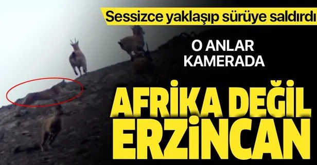 Afrika değil Erzincan! Vaşak dağ keçisi sürüsüne böyle saldırdı