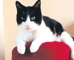 Merlin’den ses rekoru