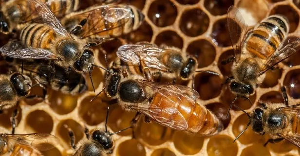 Kemiklere bal gücü