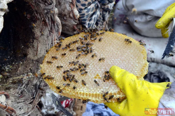 Kilosu 350 TL! 3 bin rakımda üretilen karakovan balından bu yıl 250 ton bekleniyor - 1