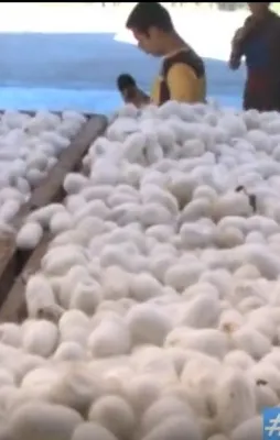 Bursa'da ameliyat ipliği üretimine başlandı