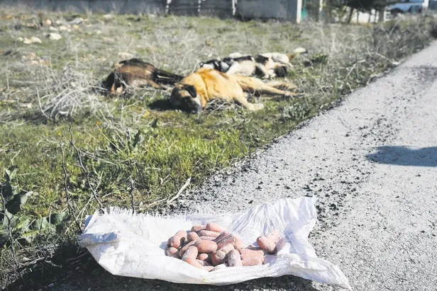 Ankara’da 7 köpek zehirli sosisle öldürüldü! 3 ayda 150’den fazla köpek katledildi-1