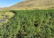 Son dakika: Vanda PKKya uyuşturucu darbesi: 1 milyon 560 bin 57 kök Hint keneviri ele geçirildi