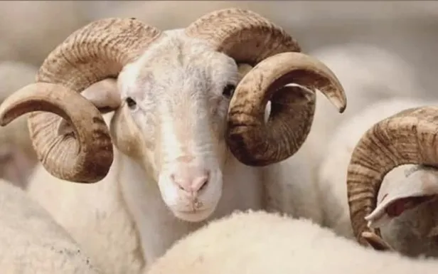 Kurban kesim vakti saati ne zaman biter? Bayramın 2. 3. ve 4. günü kurban kesilir mi? Kurban keserken buna dikkat...-3