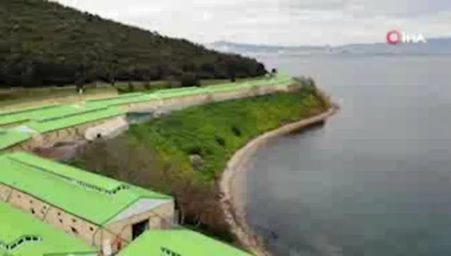 CHP'li İBB'nin Adalar’da 100’e yakın atı ahıra hapsetmesi hayvanseverleri ayağa kaldırdı
