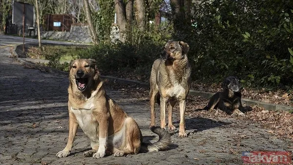 'Köpekperest' provokasyonda FETÖ izi! Başrolde başıboş tetikçi Cevheri Güven: Mama lobisine taktik, küstah tehdit - 14