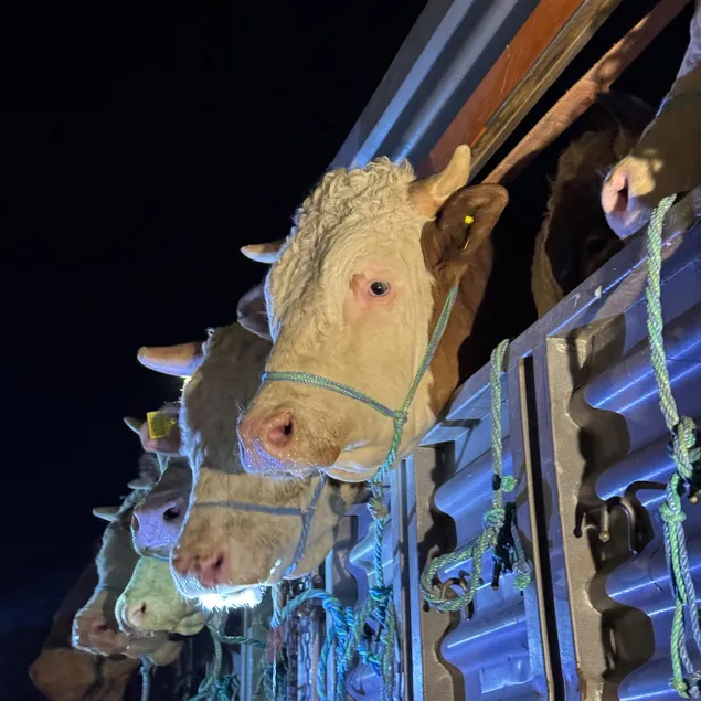 Kurbanlıklar İstanbul’a giriş yaptı