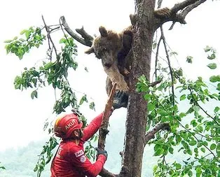 Rize’deki bozayı 2 günde kurtarılabildi