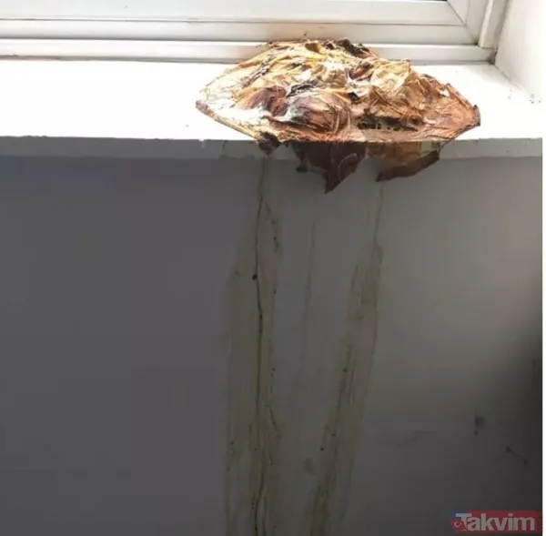 'Bu kadar da olmaz' dedirten iğrenç görüntüler! Mide bulandıran görüntüler - 2