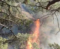Hatay’da orman yangını