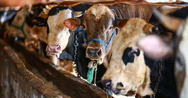 2026 kurbanlık fiyatları belli oldu: Her bütçeye göre büyükbaş-küçükbaş hissesi