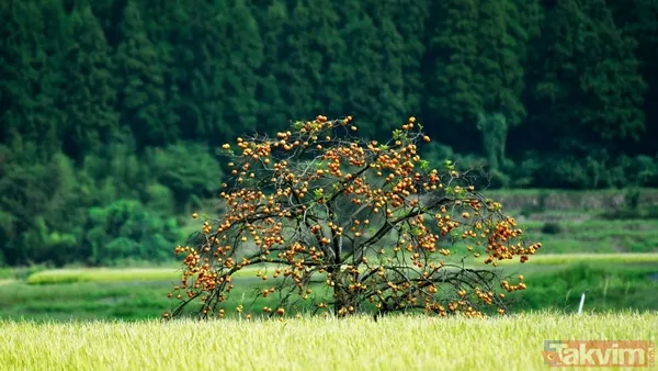 Bu hurma mideyi adeta zırhla kaplıyor! Saraçoğlu’ndan gastrite doğal çözüm: Her gün 1 tane yerseniz... - 5