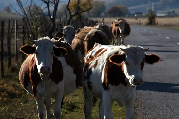 Türkiye'ye et ihracatı Sırbistan'daki Boşnaklardan-4