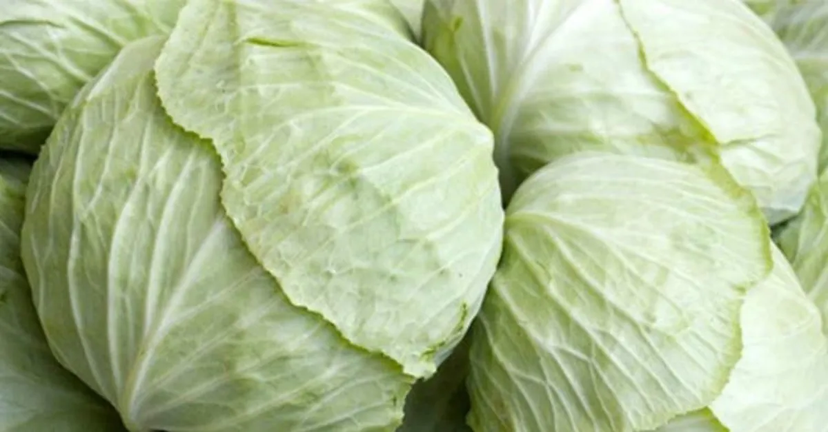 Rüyada Yeşil Lahana Görmek Diyanet Rüyada Yeşil Lahana Görmek Diyanet