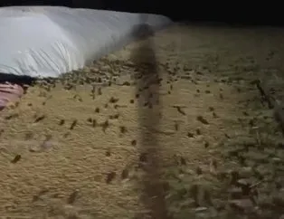 Avustralya’da önce sel ardından fare istilası!