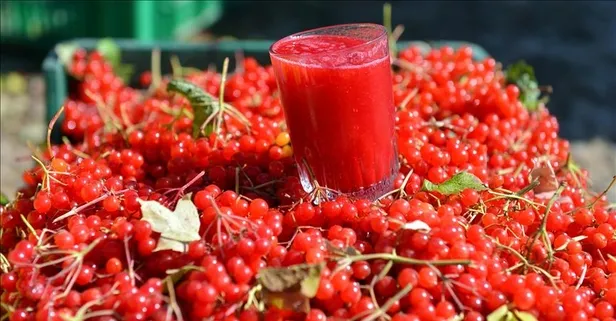 Gilaburu meyvesinin faydaları kanıtlandı (Gilaburu nedir? Gilaburu bitkisi neye yarar?)
