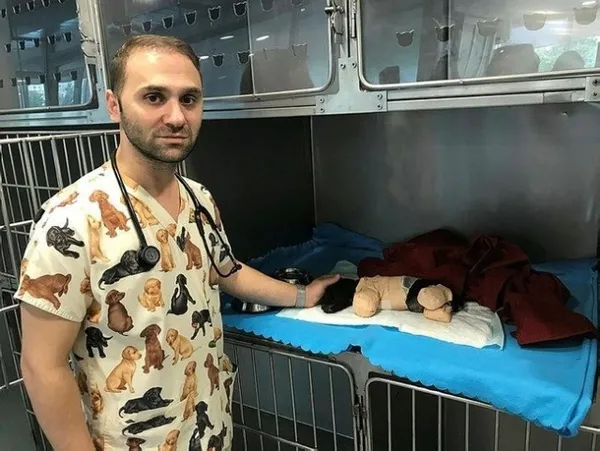 Bacakları kesilen köpekle ilgili Sakarya Valisi Balkanlıoğlu'ndan açıklama-3
