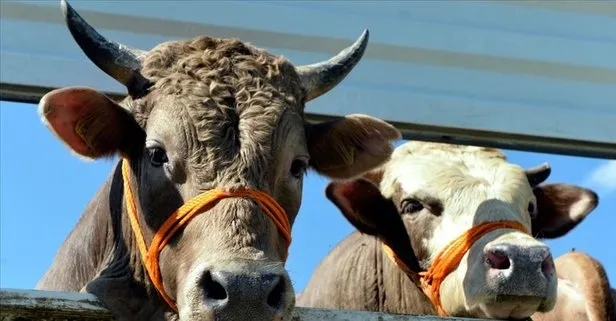 2022 Buzağı destek ödemeleri kaç TL? 2022 1. dönem Buzağı desteklemeleri ne zaman ödenecek? Buzağı desteği sorgulama ekranı!