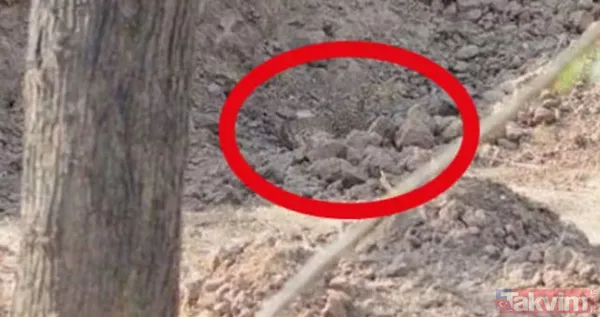 Bu fotoğraf bakanlara saç baş yoldurdu! Bir leopar var ama hadi bulun bulabilirseniz! Zor olduğuna eminiz arayanların yüzde 99'u vazgeçti - 5