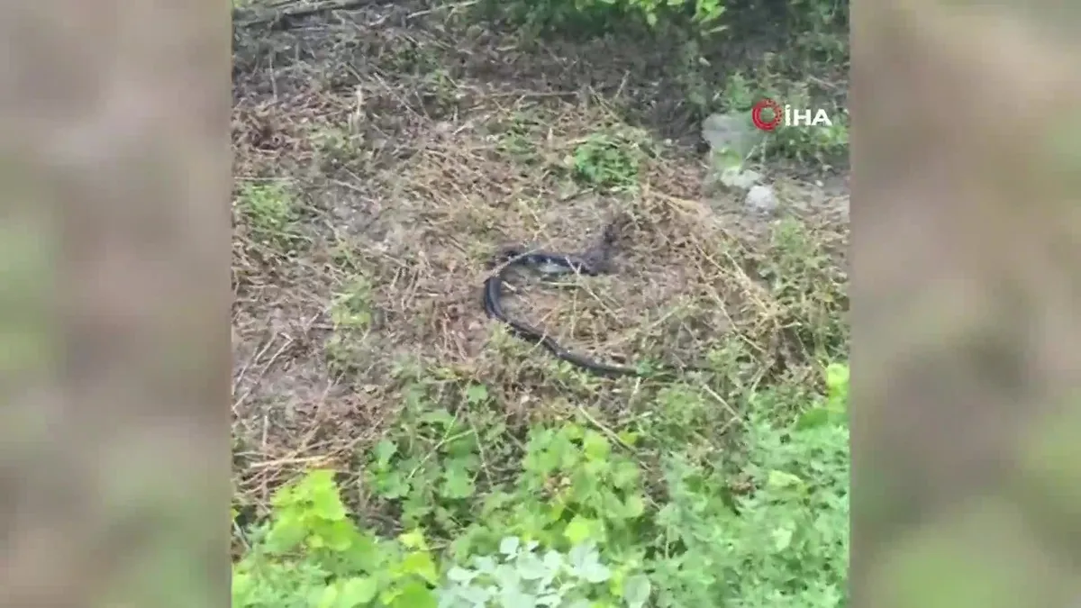 Kara yılanların çiftleşme dansı kamerada