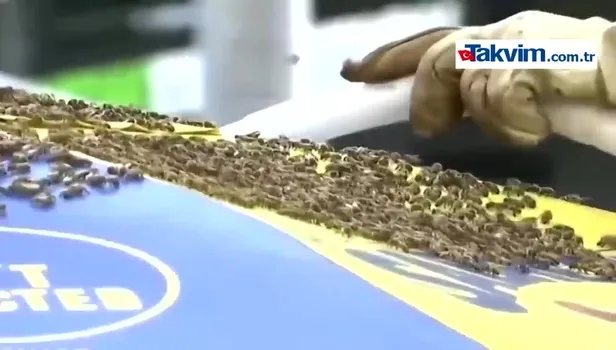 New York'taki Times Meydanı'nda arı dehşeti