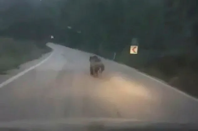 Köye inen ayıyı otomobille kovaladılar