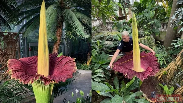 🔸Bitkinin devasa salkımı 3 metreyi aşarken, yaprakları 6 metre yüksekliğe ve 4,8 metre genişliğe ulaşabiliyor. Yeraltındaki yumrusu ise 50 kilograma kadar...