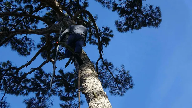 1608529547088.jpg Kilosu 500 lirayı bulan künar için 30 metre yüksekte zorlu çalışma-1
