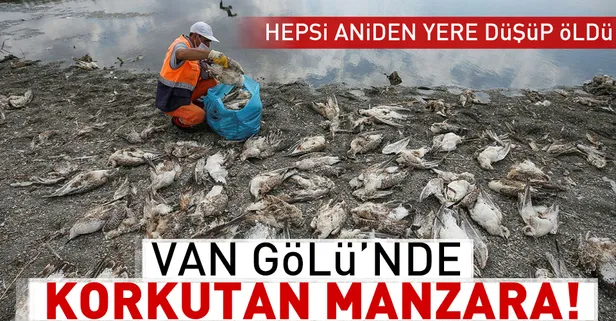 Yüzlerce martı telef oldu!
