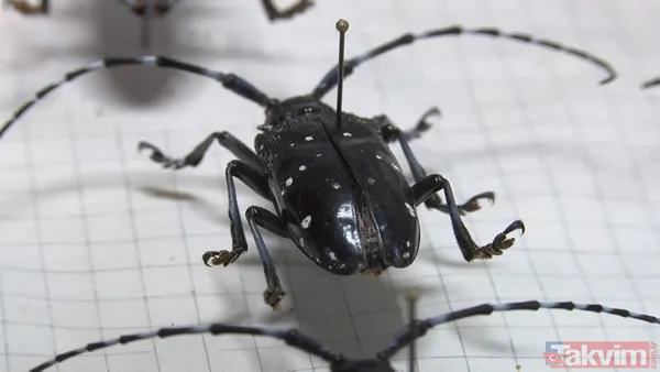 SON DAKİKA: İstanbul için yeni tehlike kapıda! Teke böceği yüzünden 2 ayda 180 ağaç kesildi - 2