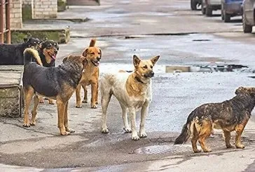 Başıboş köpek sorunu yine can yaktı! Lüleburgaz’da can havliye kaçarken otomobil çarptı | Trafik kazalarında ciddi artış