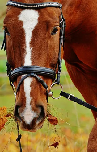 Rüyada at görmek ne anlama gelir?