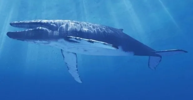 Mavi Balina nedir? Mavi Balina oyunu tehlikesi sürüyor!